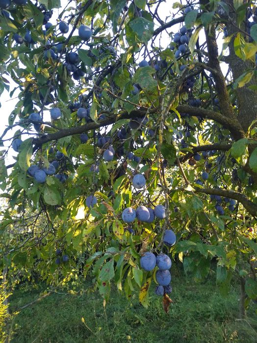 Prune de vanzare