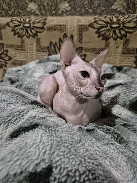 Свинкс бесплатноо