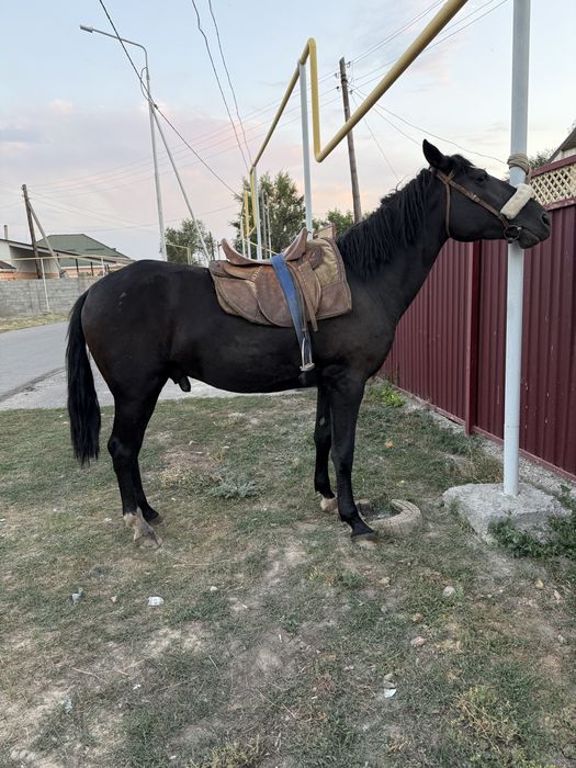 Лошадь жеребец 3 года