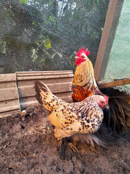 Rase pitice Cochinchina Porțelan și Mii de flori Auriu și Lemon Porțel