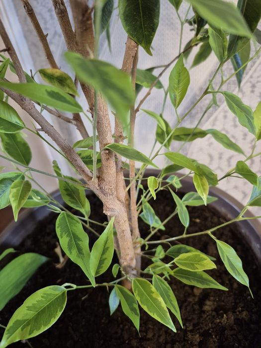 Продам бенжамин.