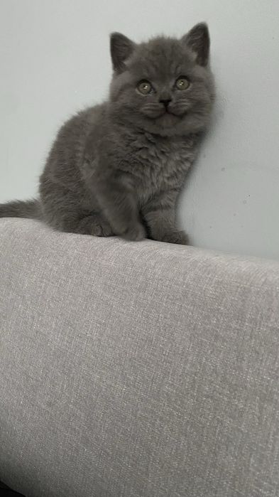 Британско късокосместо коте