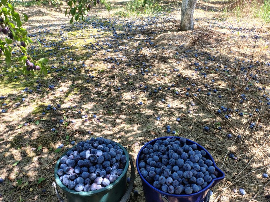 Prune Ciorăști pentru țuică de vanzare