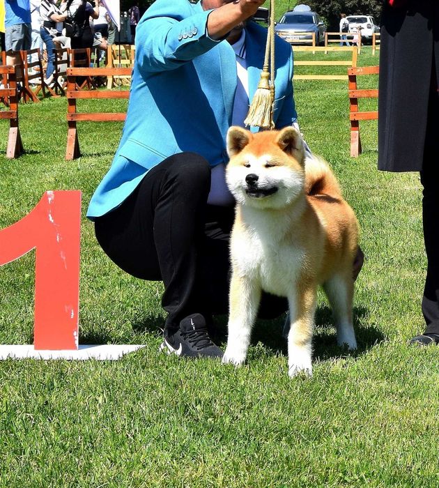 Pui Akita inu, femelă, părinți multipli campioni!