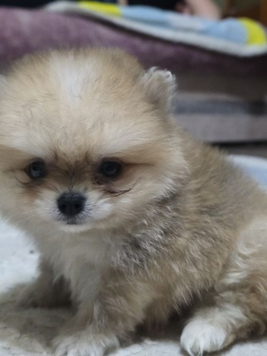 Продам щенка шпиц