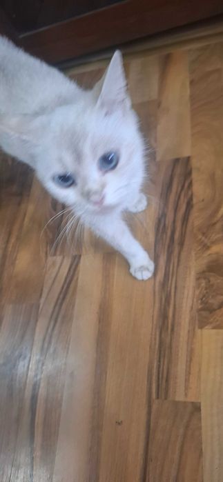 Малки британски котки