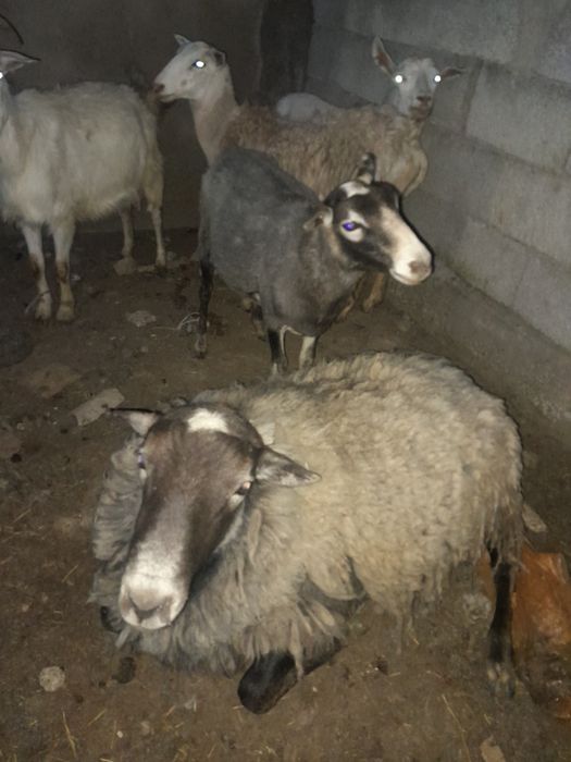 Рамановские бараны