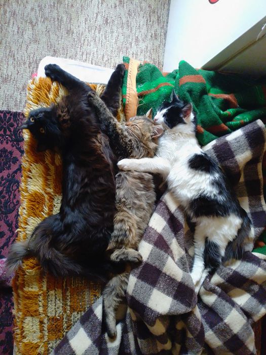 Подарявам котенца , две мъжки и едно женско.