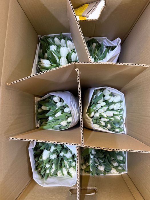 ШОК ЦЕНА ! Премиальные большие тюльпаны оптом