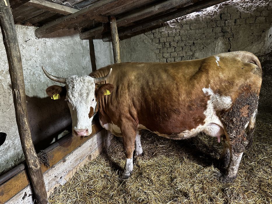 Vand vaci baltate bune de lapte,