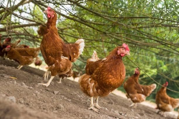 Găini outare cu vârsta de 11 luni (PUICUTE)