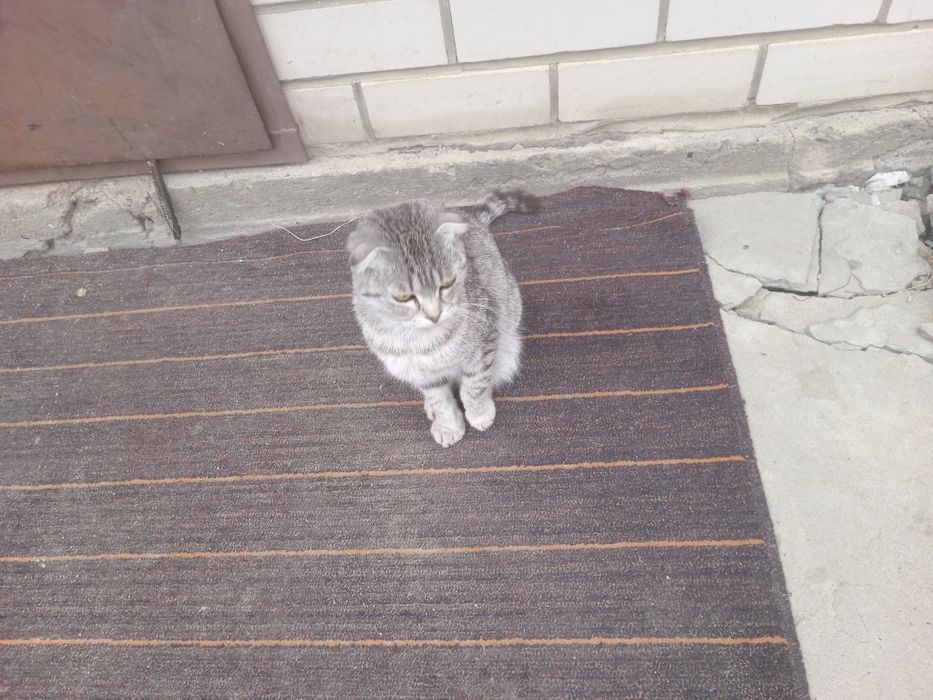 Британские кошка девочка
