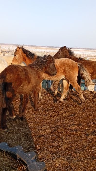 Сатам оптом продам