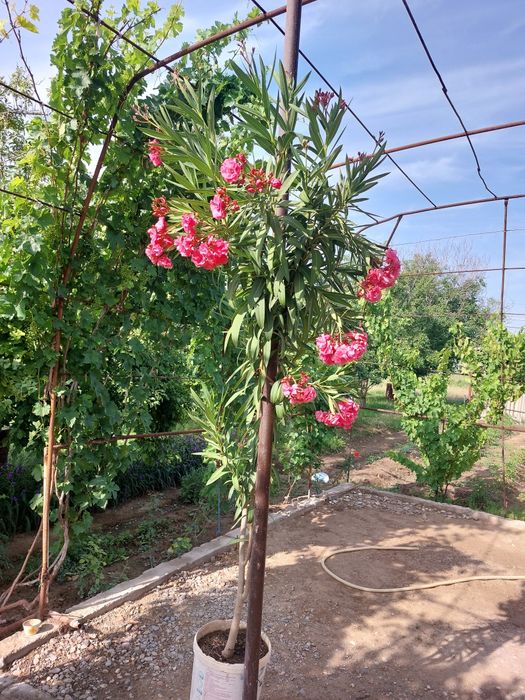 Цветы, олеандры. Махрово розовые