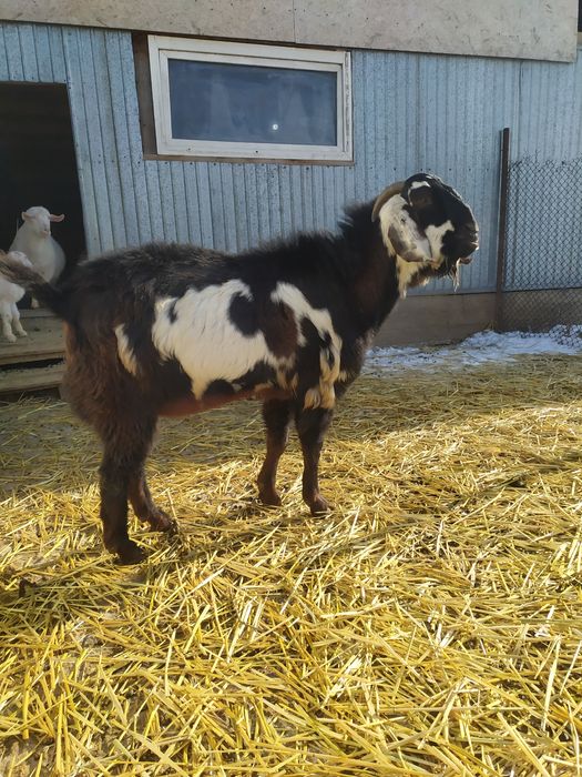 Козел Битал  акция !!!