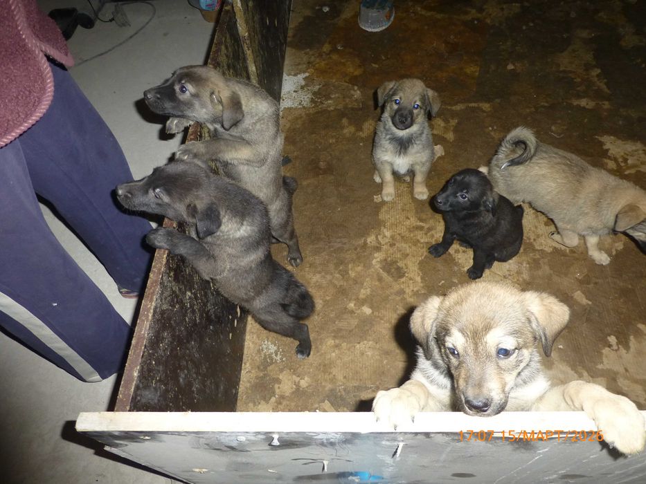 отдам щенков  в хорошие  руки