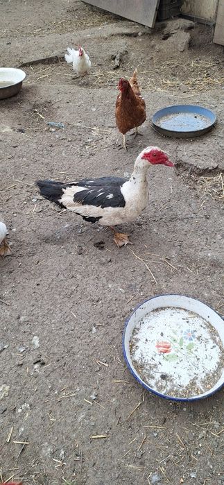 Неми патици екологични