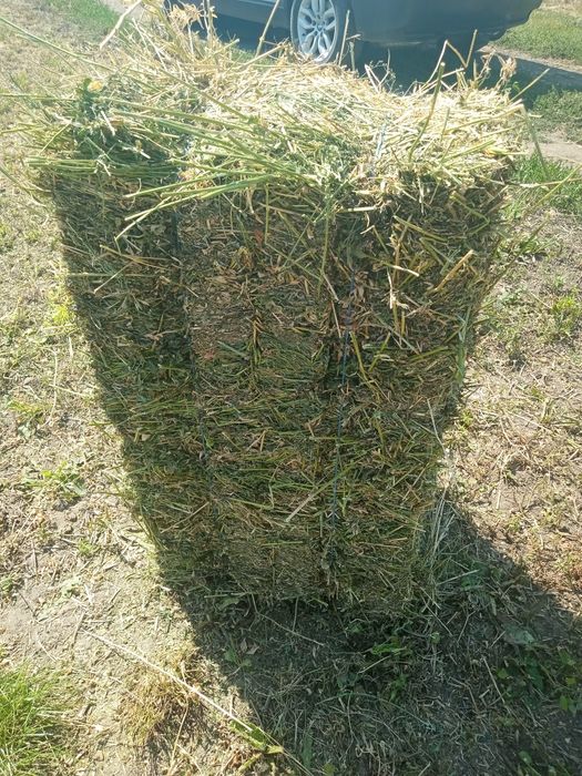 Baloți lucernă..