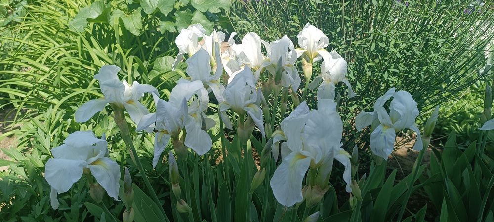 Продаю рассаду садовую