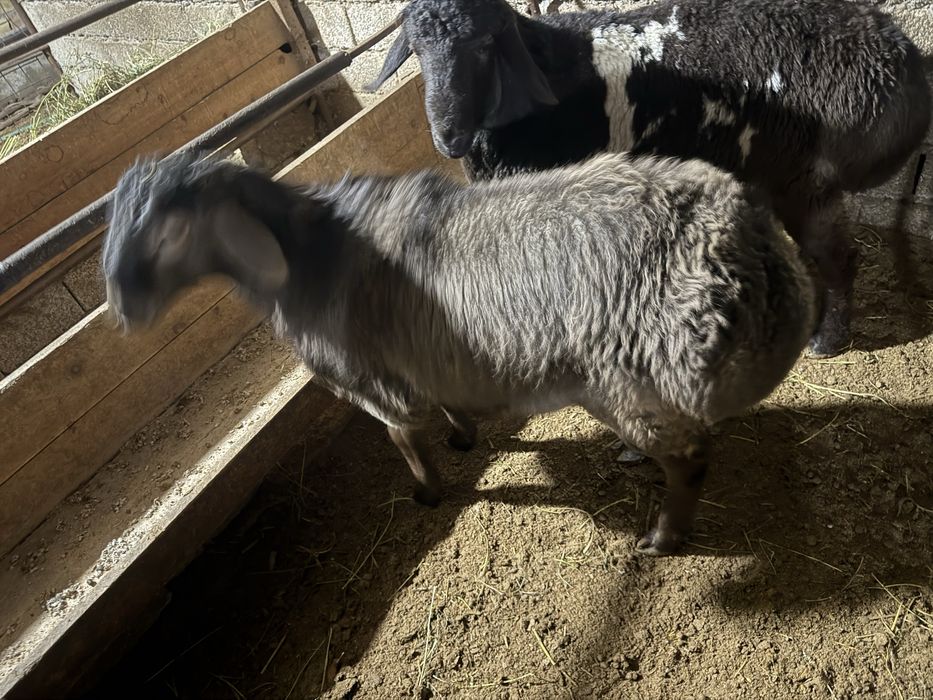 Qoʻylar qoʻchqorlar soriladi