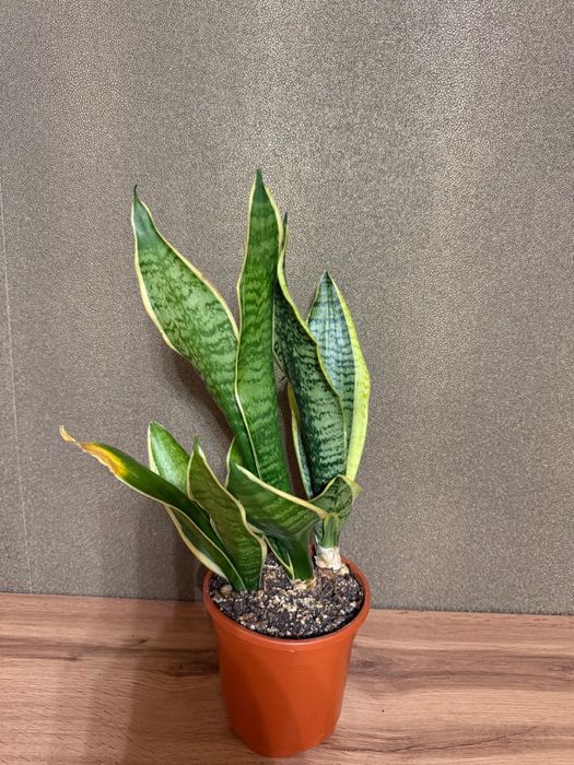 Сансевиерия лауренти