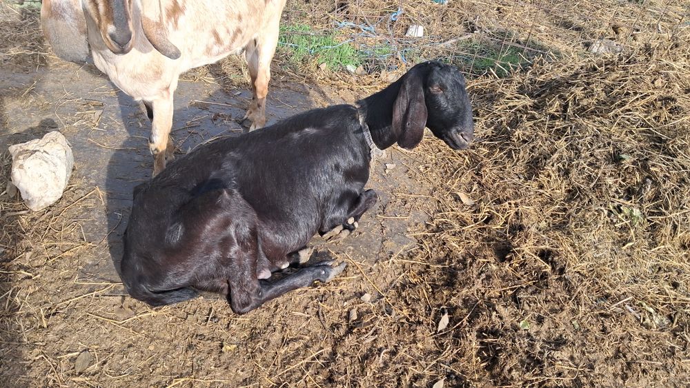 Vand capre anglonubiene