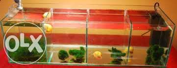 Acvariul, comenzi si reparatii. pesti exotici!