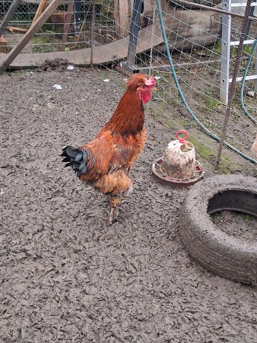 Cocosi motati barbosi