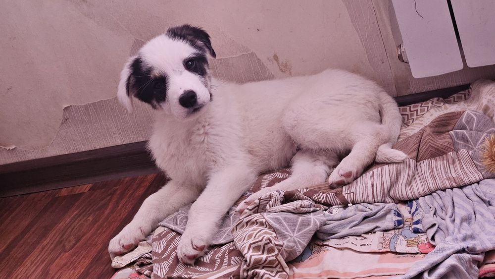 Отдам щенка в добрые руки