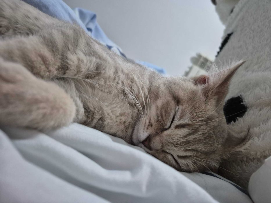 Продается шотландская кошка 6 месяцев