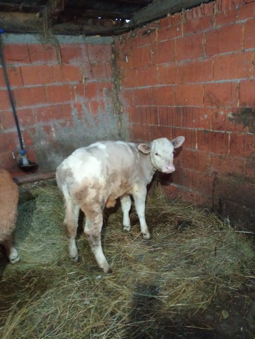 Vând tăurași și vițele