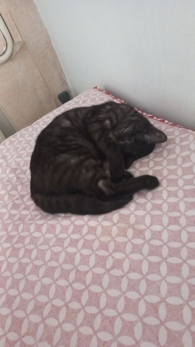 Отдам кошку бесплатно