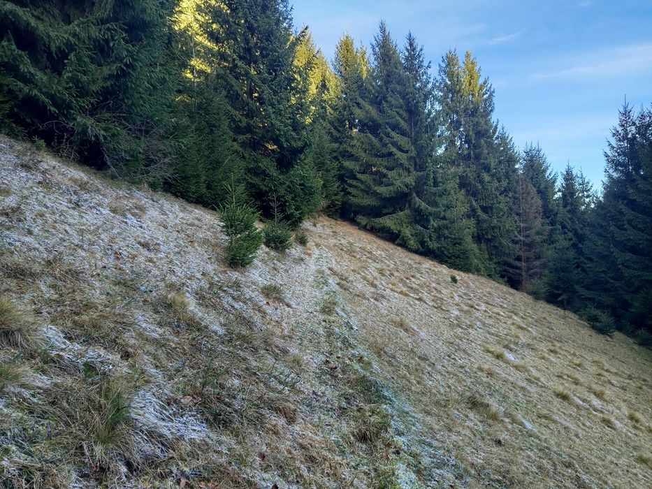 Vând teren cu pădure