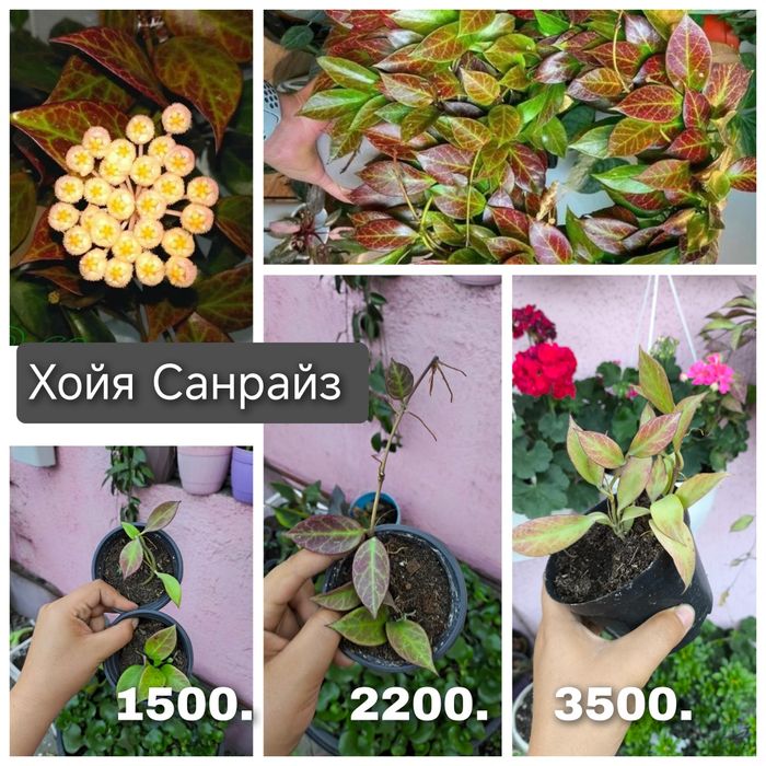 Комнатные растения редкие