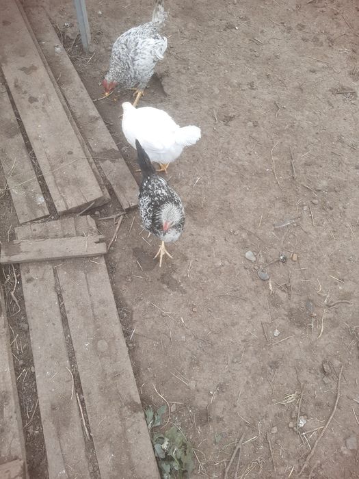 Продам петушков на племя