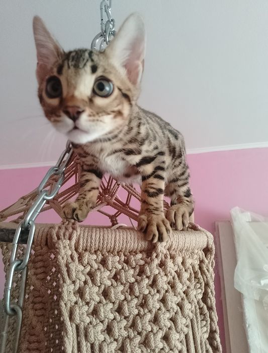 Бенгальские котята