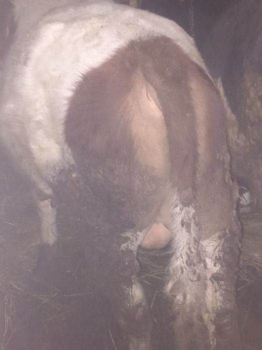 Продам бычка на племя