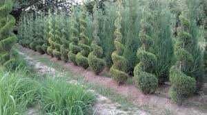 Archa va dekorativ daraxtlar