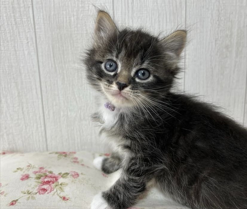 Norvegiana de padure