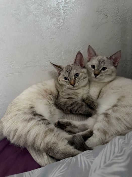 Кошки 1 жаста пыштрып тастаган