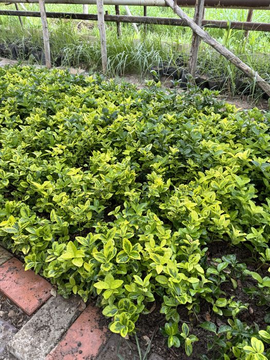 Бересклет оптом