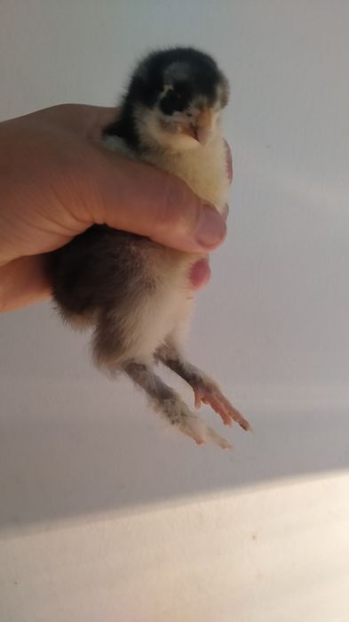 Продам цыплят суточных