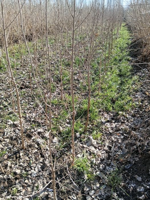 Берйоза кочатлари бор 100 мингда