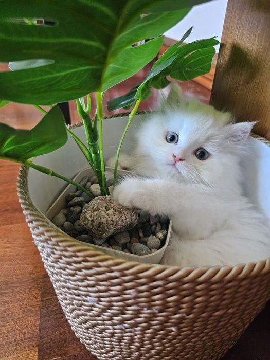 Кошки милые Скоттиш страйт