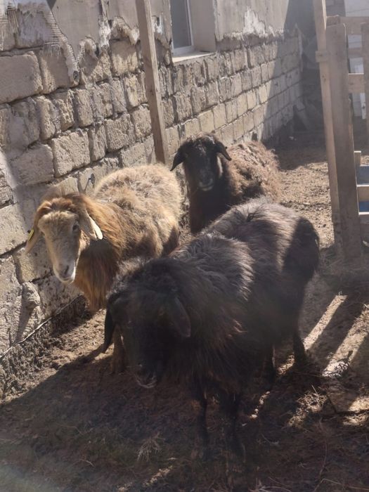 Буаз қойлар сатылады мартта төлдейді