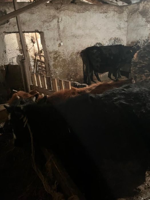 Баспак тайөгіз сатылады