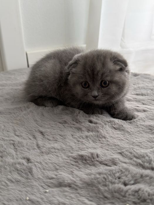 Pui scottish fold