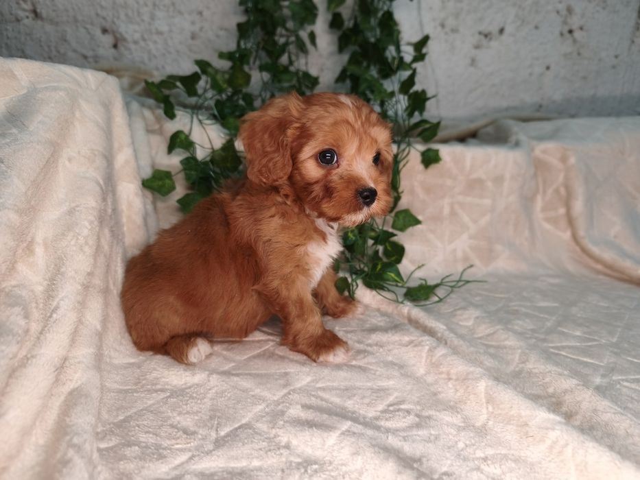 Vand baietel Cavapoo red F1 ( Pasaport)