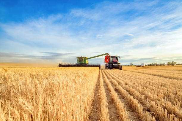 Продам пшеница этого года ячмень