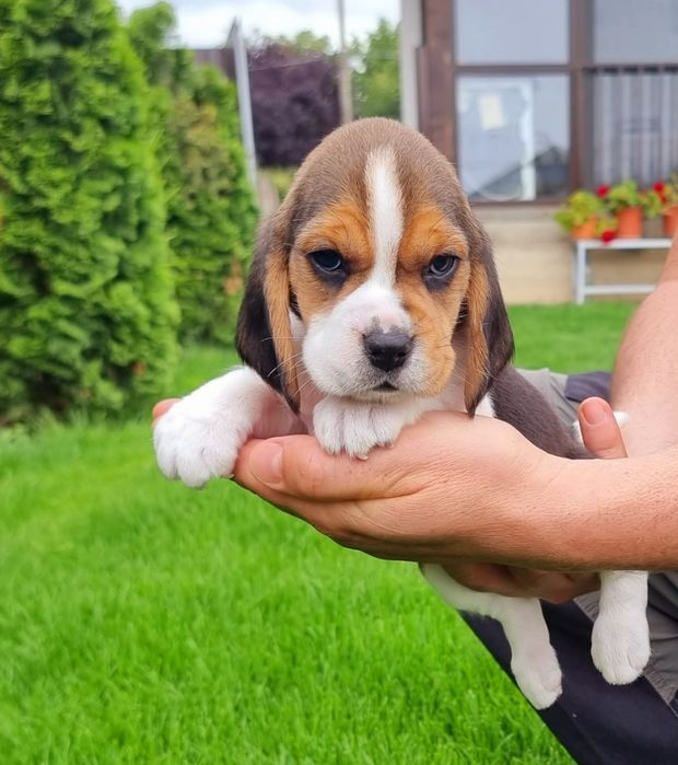 Beagle tricolor mascul
